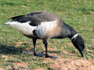 Brent Goose (WWT Slimbridge March 2012) - pic by Nigel Key